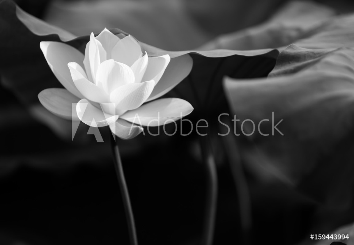 lotus in black and white from Wallmural Wallpassion